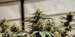 Close-up of dense cannabis buds growing outdoors under natural sunlight near a building.