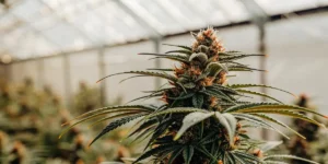 Close-up of a mature cannabis bud in an outdoor cultivation field