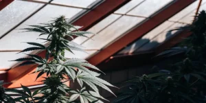 Close-up of a lush autoflower cannabis plant with buds, dark green leaves, and reddish hues from sunlight filtering through the greenhouse roof.