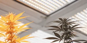 Two young cannabis plants growing near a tiled blue swimming pool outdoors.