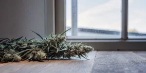Close-up of freshly harvested cannabis buds and leaves resting on a wooden surface by a window.