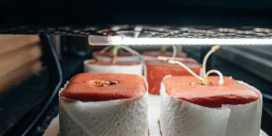 Close-up of BCN Diesel cannabis seedlings germinating in hydroponic starter cubes under grow lights.