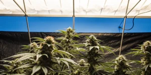 Indoor cannabis grow room with CBG plants under LED lights