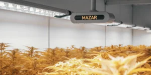 Indoor Mazar cannabis plants thriving under advanced LED grow lights.