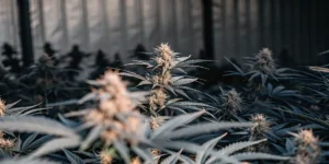 Close-up of cannabis pollen sacs and buds in a dimly lit grow room, with plants extending into background.