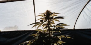 Close-up of a mature cannabis plant in silhouette, backlit by bright light from a greenhouse roof.