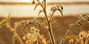 Detailed shot of tiny spider mites weaving webs on a plant stem, backlit by warm sunlight.