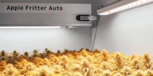 Indoor grow tent with Apple Fritter Auto cannabis plants under LED lights.