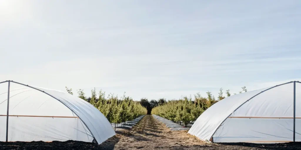 Large-scale cannabis greenhouse farm with multiple rows of plants under protective structures.
