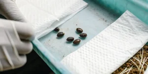 Cannabis seeds germinating using the paper towel method.