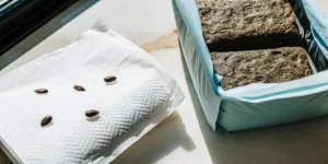 Cannabis seeds germinating using the paper towel method next to soil blocks.