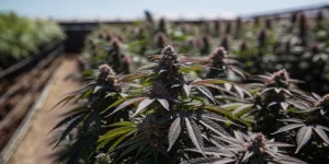 Expansive outdoor cannabis garden with dense purple-leaf plants under sunlight.