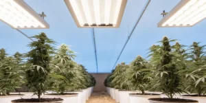 Indoor cannabis cultivation under bright LED grow lights.