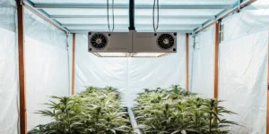 Indoor cannabis grow room with LED grow lights and healthy plants.