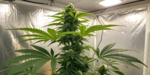 young big bull cannabis plants developing under LED lights in growing room.