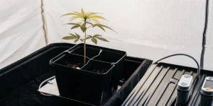 LSD Auto cannabis seedling growing in a small indoor pot system.