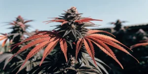 Runtz x Layer Cake cannabis plant with striking red leaves under sunlight.