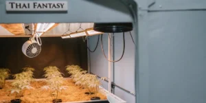 Thai Fantasy cannabis plants growing indoors under LED lights and ventilation system.