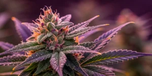 Close-up of Chocolopez cannabis buds covered with trichomes, showing vibrant purple hues and rich textures.