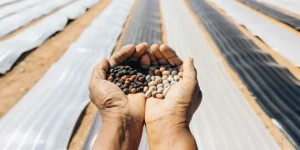 Close-up of a farmer’s hands holding African landrace cannabis seeds in a rural field.