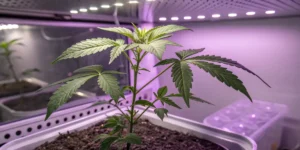 Blueberry cannabis plant thriving under LED grow lights indoors.