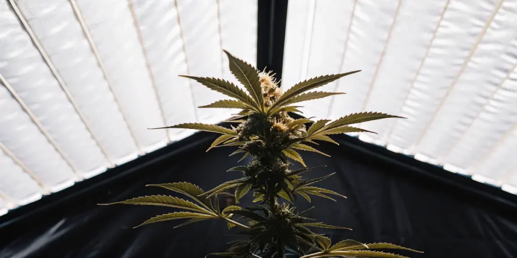 Balanced Light Spectrum for Cannabis