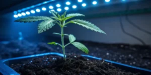 Colombian Gold Auto cannabis seedling growing under LED lights in nutrient-rich soil.
