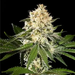 Sunset Sherbet Go Fast strain by Kannabia with dense frosty buds and fast-flowering cannabis genetics
