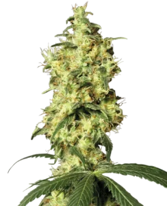 Auto White Widow autoflower cannabis plant with dense frosty buds, classic White Widow genetics, abundant trichomes, and compact flowering structure