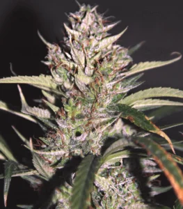 Banana Blaze cannabis plant with dense frosty buds, sweet banana aroma, and resin-coated flowers during late flowering stage