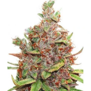 Glueberry OG cannabis bud with dense structure, frosty trichomes, deep green leaves and vibrant orange pistils on a white background.