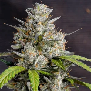 Melonade Runtz cannabis bud with frosty trichomes, compact structure, light green tones and bright orange pistils against a dark background.