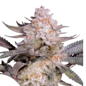 Orange Bud 2.0 cannabis bud with frosty trichomes, pale purple tones, compact structure and bright orange pistils on a dark background.