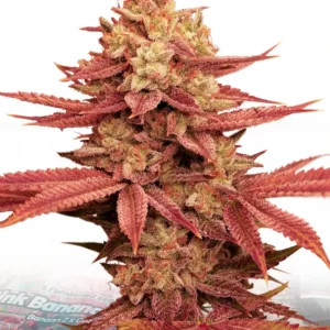Pink Banana Runtz cannabis bud with dense structure, pink and purple leaves, heavy trichome coverage and bright orange pistils on a white background.