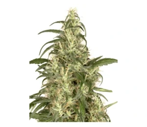 Skunk #11 cannabis bud with tall sativa-style structure, light green leaves, abundant white pistils and visible trichome coverage on a white background.